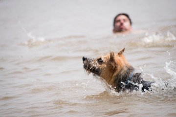 perro en el agua