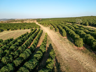 Fototapeta na wymiar aerial viewof green coffee field in Brazil