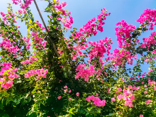 Obraz na płótnie Canvas bougainvillea magenta flowers blooming