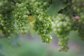 bunch of grapes on the vine