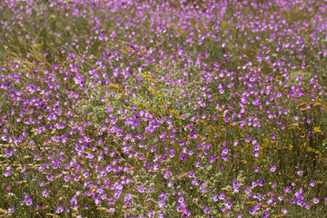 Naklejka premium Xeranthemum annuum is a flowering plant species also known as annual everlasting or immortelle.