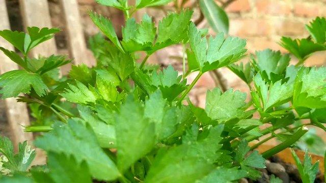 Celery plants in small pots. Organic, Gardening, Vegetables, Harvesting  Pelajari pengucapannya