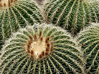Naklejka na ściany i meble Echinocactus grusonii, as known as the golden barrel cactus, golden ball or mother-in-law's cushion, is a well known species of cactus, and is endemic to east-central Mexico.