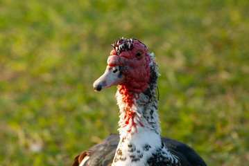 Duck Portrait