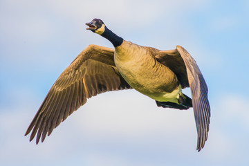 A Canada Goose Calls to Flock Members as it Flies By