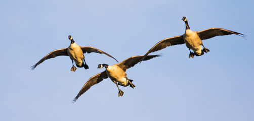 Three Canada Geese in Formation Commit to a Landing Spot With Feet Down