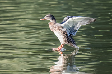 A Hen Mallard at the Moment of Touchdown on a Pond