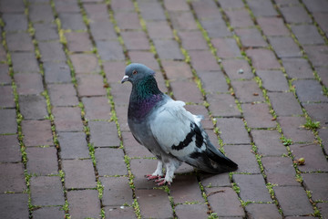 The rock dove or rock pigeon or common pigeon is a member of the bird family Columbidae