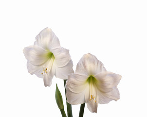 White Amaryllis- closeup shot, isolated on white background.
