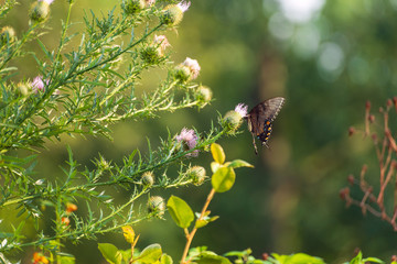 eastern tiger swallowtail butterfly (papilio glaucus) feeding on thistle flowers in the Fall
