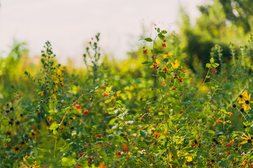 orange jewelweed flower