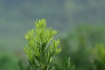 Beautiful green leaves Natural in the garden that looks fresh and comfortable to the eyes