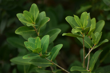  Beautiful green leaves Natural in the garden that looks fresh and comfortable to the eyes