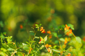 orange jewelweed flower