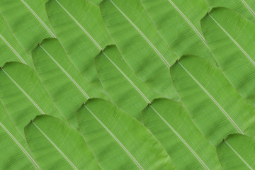 Background of fresh green banana leaf texture.