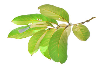 Green leaves on branch isolated on white background. with clipping path.