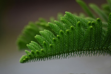  Beautiful green leaves Natural in the garden that looks fresh and comfortable to the eyes