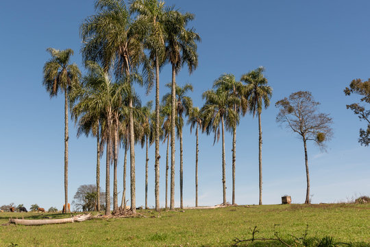 Palm trees landscape in Cerro chapadão locality, Jaguari, Brazil 01