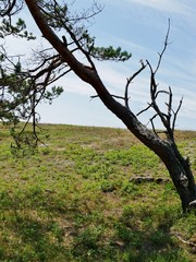 Baum vor begrüntem Hügel