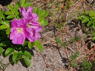 Rosa Hagebuttenpflanze