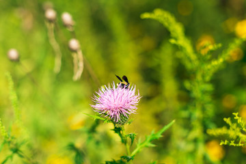 bumblebee on pink thistle flower in a field in Autumn