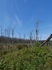 Fototapeta na wymiar Kahle Bäume auf dem Feld
