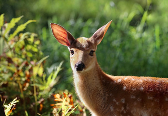 fawn in nature during summer