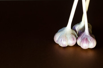garlic heads on a black background, glowing, spicy seasoning, vampire protection, autumn harvest,...