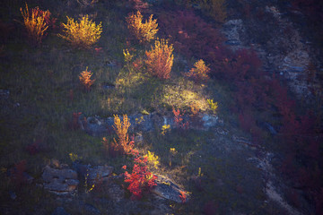Fototapeta na wymiar colorful trees growing on the hill in the autumn 