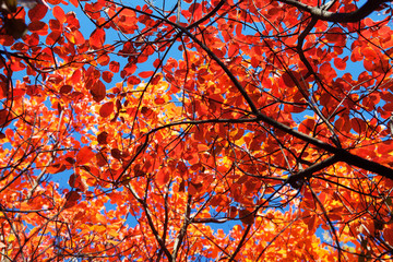 background of red autumn leaves