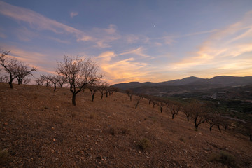 sunset between almond trees next to Ugijar