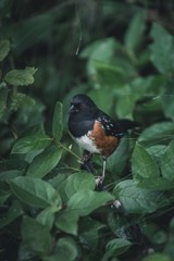 Bird lying on a branch