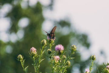 eastern tiger swallowtail butterfly (papilio glaucus) feeding on thistle flowers in the Fall