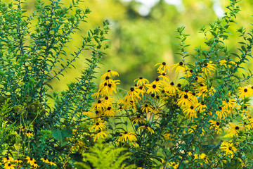 prairie field meadow of yellow daisy sunflower flowers	