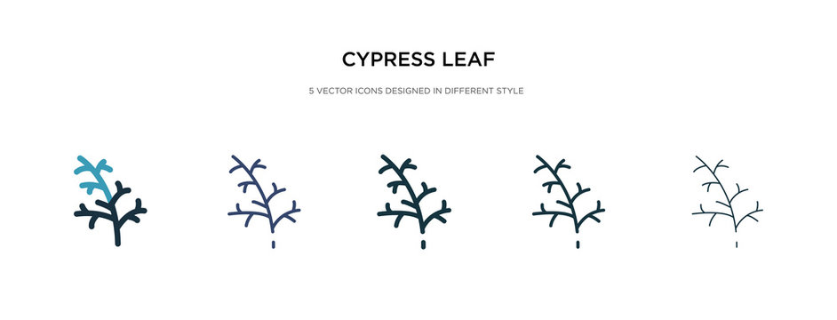 cypress leaf icon in different style vector illustration. two colored and black cypress leaf vector icons designed in filled, outline, line and stroke style can be used for web, mobile, ui