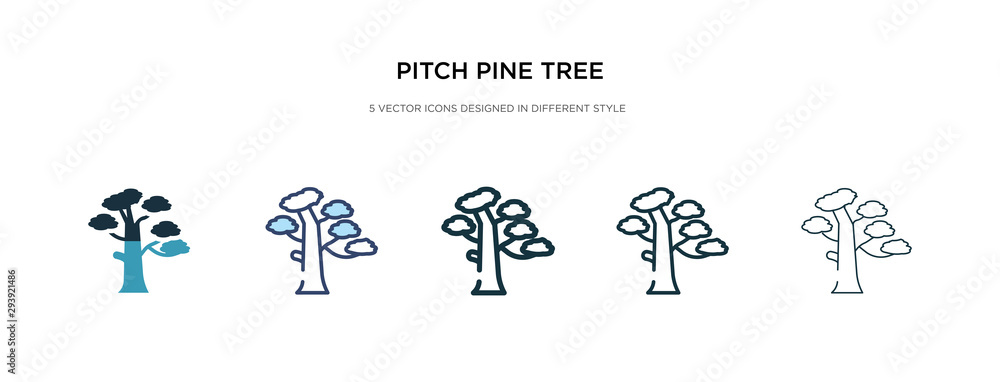 Poster pitch pine tree icon in different style vector illustration. two colored and black pitch pine tree v