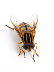 Colourful hover fly, Helophilus fasciatus resting on white background. Dorsal view. Isolated....