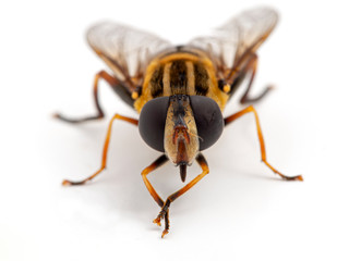 Close-up of a colourful hover fly, Helophilus fasciatus, rubbing its front legs together. Front...