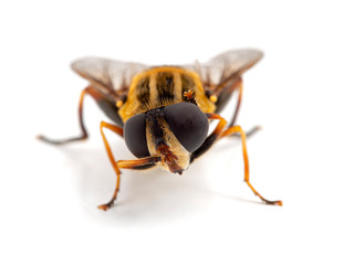 Close-up of a colourful hover fly, Helophilus fasciatus, cleaning its head and eyes with its front legs. Front view, facing the camera. Isolated.