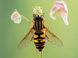 Colourful hover fly, Helophilus fasciatus perched on a flower stem. Dorsal view
