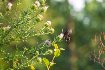 eastern tiger swallowtail butterfly (papilio glaucus) feeding on thistle flowers in the Fall