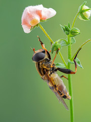 Colourful hover fly, Helophilus fasciatus perched under a flower while grooming its front legs....
