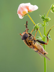 Naklejka premium Colourful hover fly, Helophilus fasciatus perched under a flower with its long proboscus extended for cleaning. Side view