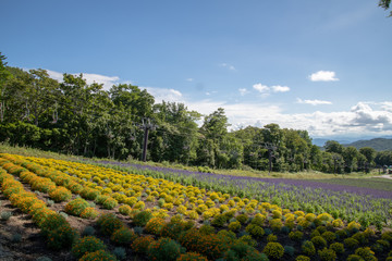 たんばらラベンダーパーク