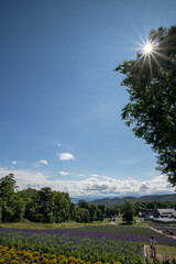 たんばらラベンダーパーク