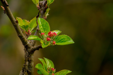 ebs apricots in bloom