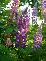 Flowering delphinium branches. Pink and lilac flowers.