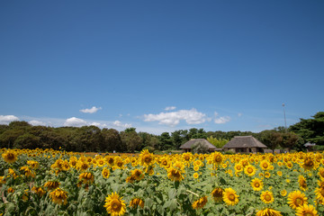 Fototapeta premium ひたち海浜公園