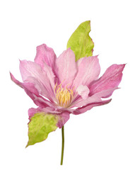 Blooming clematis pink