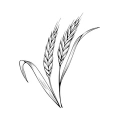 Wheat spikelet hand drawn vector illustration. Thanksgiving day, autumn season, agriculture and farming sketch symbol. Natural barley ear monochrome drawing. Cereal crops harvest. Bakery shop logo
